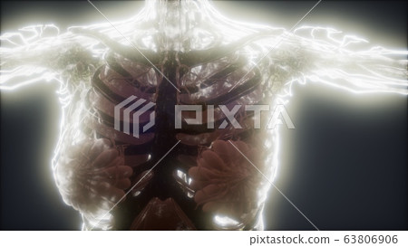 Colorful Human Body animation showing bones and Colorful Human Body animation showing bones and 63806906
