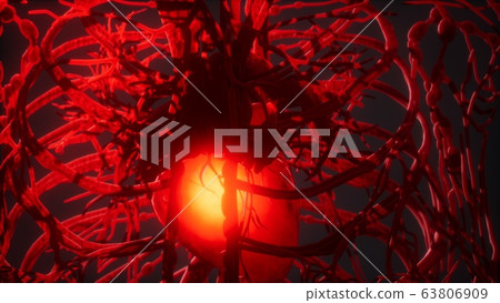 Blood vessel system and heart 63806909