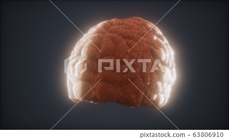 Loop Rotating Human Brain Animation 63806910