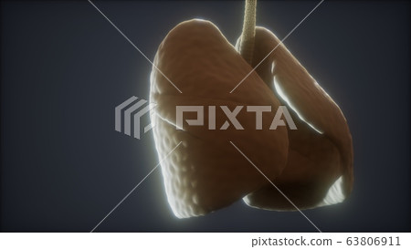 loop 3d rendered medically accurate animation of 63806911