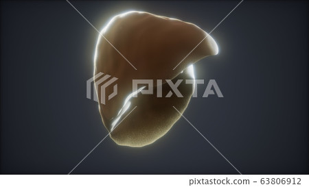 loop 3d rendered medically accurate animation of 63806912