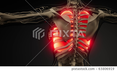 Human Lungs Radiology Exam Human Lungs Radiology Exam 63806919