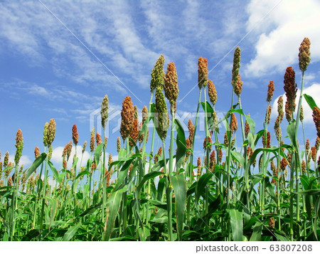 夏日的天空和高粱 63807208