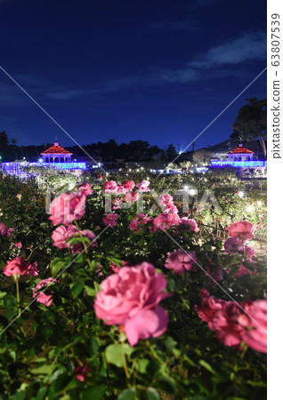 Rose garden Night view Illumination Light up Shikishima Park Maebashi Rose garden Night view Illumination Light up Shikishima Park Maebashi 63807539