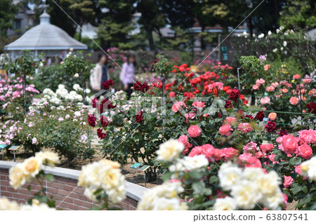 Rose Garden Rose Shikishima Park Maebashi Rose Garden Rose Shikishima Park Maebashi 63807541