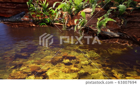 tropical golden pond with rocks and green plants tropical golden pond with rocks and green plants 63807694