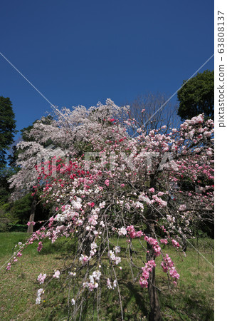 金台植物園的文培垂枝（前）和垂枝櫻花（後） 63808137