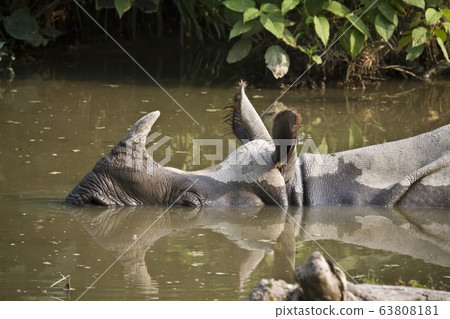 Close up of greater one horned rhinoceros in Nepal Close up of greater one horned rhinoceros in Nepal 63808181