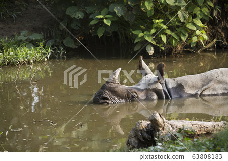 Close up of greater one horned rhinoceros in Nepal Close up of greater one horned rhinoceros in Nepal 63808183