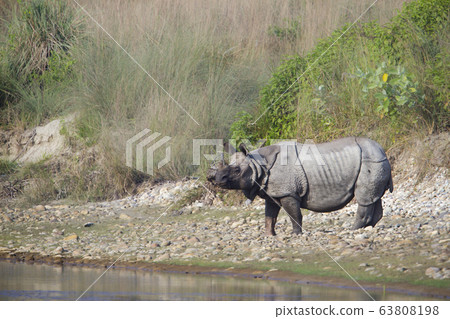 greater one horned rhinoceros in riverside in greater one horned rhinoceros in riverside in 63808198
