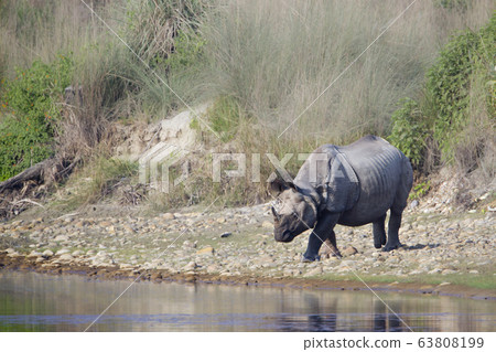 greater one horned rhinoceros in riverside in greater one horned rhinoceros in riverside in 63808199