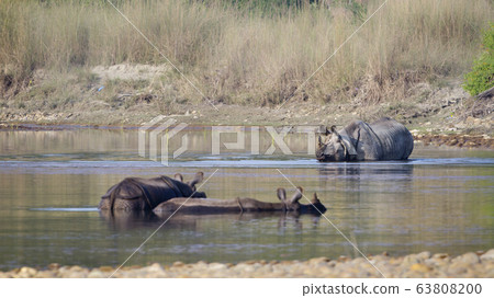 Three greater one horned rhinoceros taking bath in Three greater one horned rhinoceros taking bath in 63808200