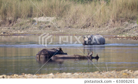 Three greater one horned rhinoceros taking bath in Three greater one horned rhinoceros taking bath in 63808201