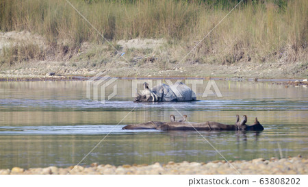 Three greater one horned rhinoceros taking bath in Three greater one horned rhinoceros taking bath in 63808202