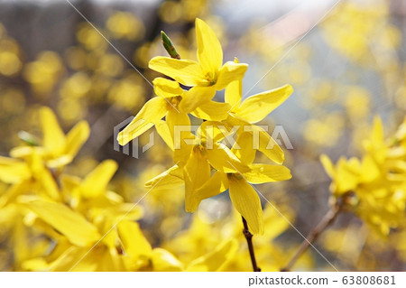 forsythia forsythia 63808681