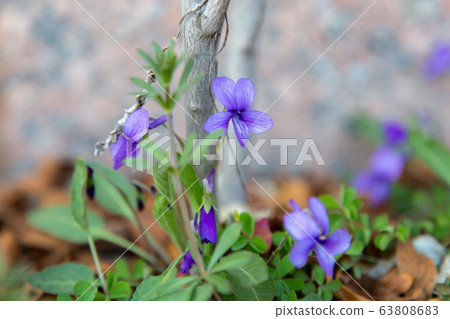 Wildflowers blooming in spring Wildflowers blooming in spring 63808683