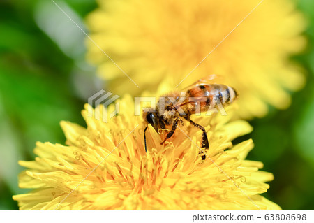 Dandelion x bee 63808698