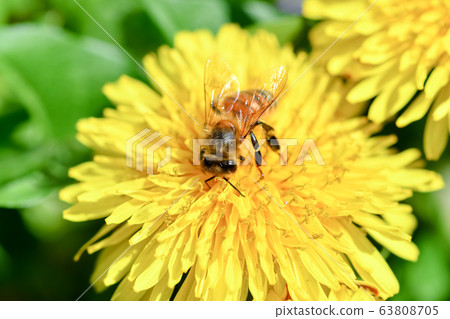 Dandelion x bee 63808705