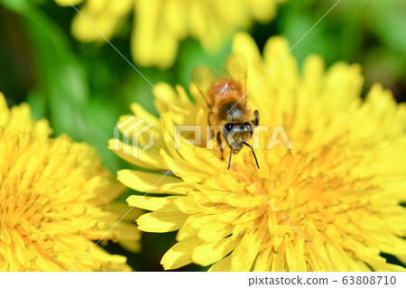 Dandelion x bee 63808710