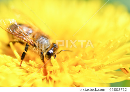 Dandelion x bee Dandelion x bee 63808712