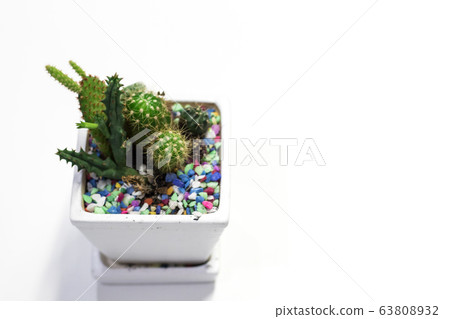 Selective focus beautiful cactus with sharp thorn in the pot with nature blurry background 63808932