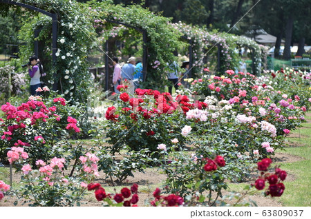 Rose Garden Rose Shikishima Park Maebashi 63809037