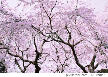 Okuyamada weeping cherry tree (Okazaki City, Aichi Prefecture) 63809043