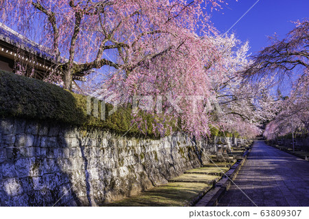 (靜岡縣)大石寺和十勝三道的垂枝櫻花盛開 (靜岡縣)大石寺和十勝三道的垂枝櫻花盛開 63809307