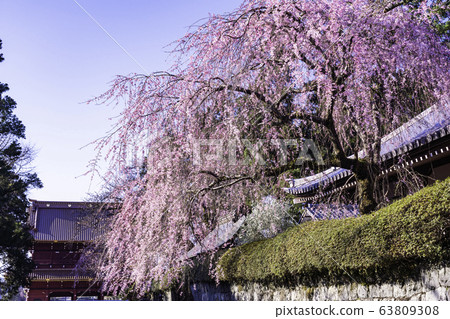 (靜岡縣)大石寺和十勝三道的垂枝櫻花盛開 (靜岡縣)大石寺和十勝三道的垂枝櫻花盛開 63809308