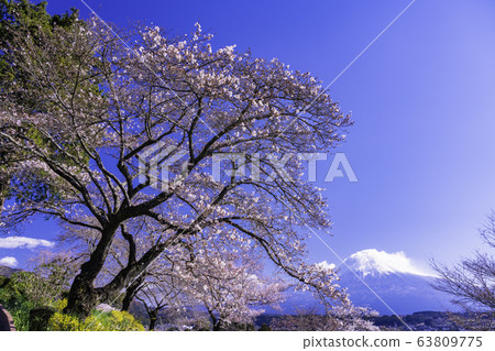 (靜岡縣)琴寺櫻花和富士山 (靜岡縣)琴寺櫻花和富士山 63809775