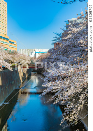 日本的春天東京板橋區石上河綠色路旁的櫻花 63809795