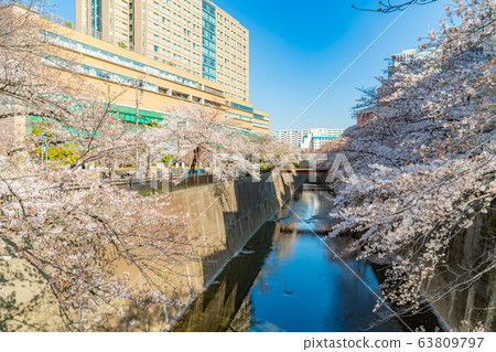 日本的春天東京板橋區石上河綠色路旁的櫻花 63809797