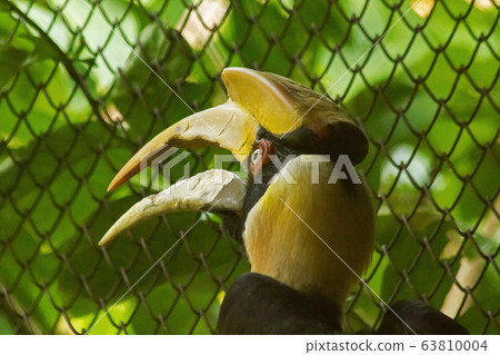 Hornbills with a hollowed head on the top. 63810004