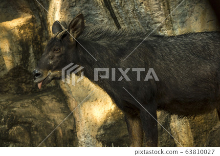 Serow stood looking at the stone. Serow stood looking at the stone. 63810027