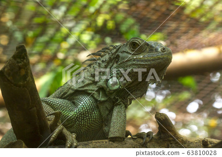 Iguana is a reptile of the chameleon species. Iguana is a reptile of the chameleon species. 63810028