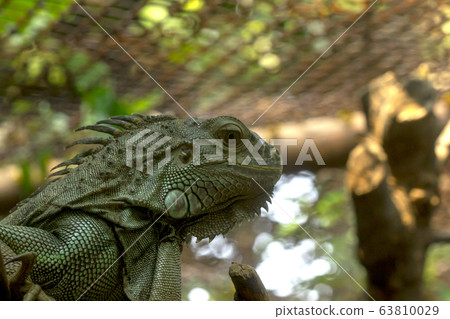 Iguana is a reptile of the chameleon species. Iguana is a reptile of the chameleon species. 63810029