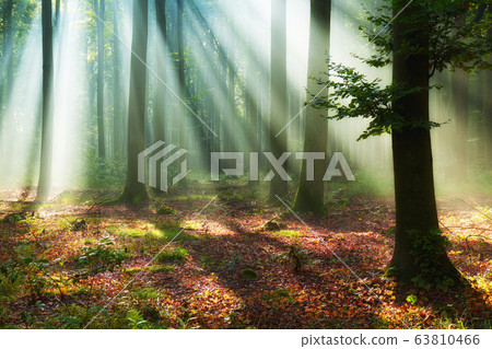 Beautiful morning in the forest Beautiful morning in the forest 63810466