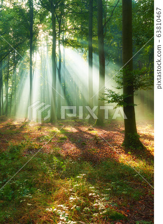 Beautiful morning in the forest Beautiful morning in the forest 63810467