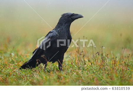 Raven (Corvus corax) close up Raven (Corvus corax) close up 63810539