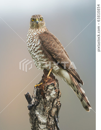 Sparrow hawk (Accipiter nisus) female Sparrow hawk (Accipiter nisus) female 63810854