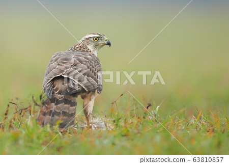 Northern goshwak (Accipiter gentilis) close up Northern goshwak (Accipiter gentilis) close up 63810857