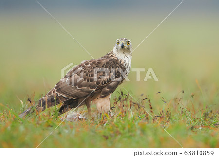 Northern goshwak (Accipiter gentilis) close up Northern goshwak (Accipiter gentilis) close up 63810859