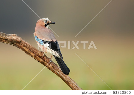 Eurasian jay (Garrulus glandarius) close up Eurasian jay (Garrulus glandarius) close up 63810860