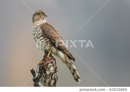 Sparrow hawk (Accipiter nisus) female Sparrow hawk (Accipiter nisus) female 63810869