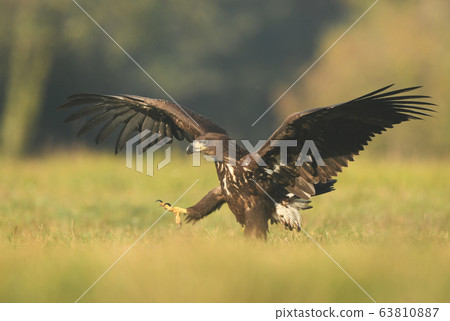 White tailed eagle (Haliaeetus albicilla) 63810887