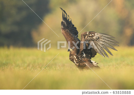 White tailed eagle (Haliaeetus albicilla) White tailed eagle (Haliaeetus albicilla) 63810888
