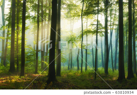 Beautiful morning in the forest 63810934