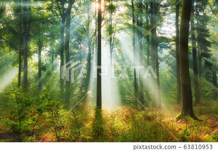 Beautiful morning in the forest Beautiful morning in the forest 63810953