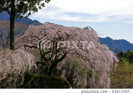 Cherry tree of Chuetsu family Cherry tree of Chuetsu family 63811097