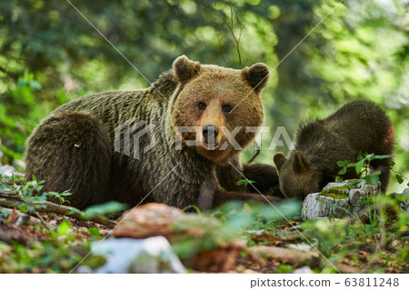 Wild brown bear (Ursus arctos) close up Wild brown bear (Ursus arctos) close up 63811248
